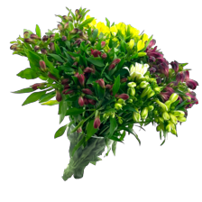 Alstroemeria